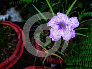 Beautiful picture of Ruellia simplex flower