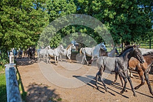 Beautiful picture of running horses in Lipica stud farm, Slovenia