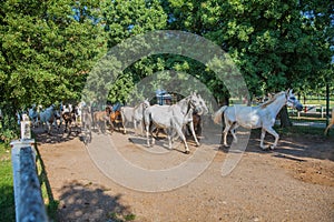 Beautiful picture of running horses in Lipica stud farm, Slovenia