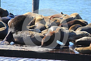 beautiful picture of the sealions family