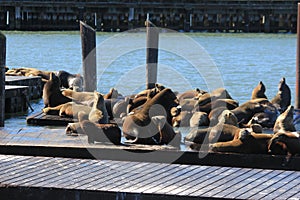 beautiful picture of the sealions family