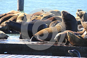 beautiful picture of the sealions family in the port in san fransisco