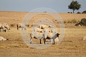 Beautiful picture of sheep of great size and weight photo