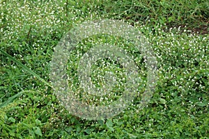 Beautiful picture of small white flowers on the grass.