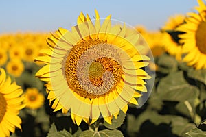 Beautiful picture of sunflowers and soaking up the sun in the field photo