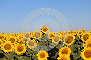 Beautiful picture of sunflowers and soaking up the sun in the field photo