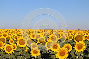 Beautiful picture of sunflowers and soaking up the sun in the field photo