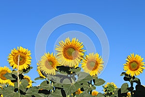 Beautiful picture of sunflowers and soaking up the sun in the field photo