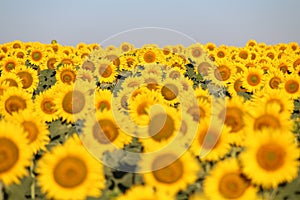 Beautiful picture of sunflowers and soaking up the sun in the field photo