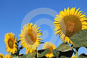 Beautiful picture of sunflowers and soaking up the sun in the field photo