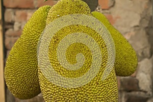 The picture of three jackfruit.