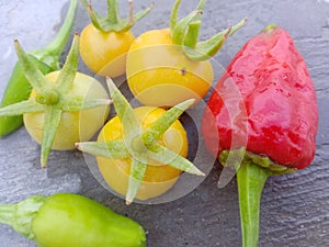 beautiful picture of tomatoes, red and green chlli