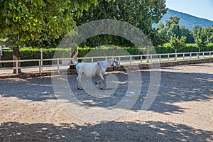 Beautiful picture of a white horse in Lipica stud farm, Slovenia