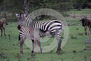 Beautiful picture of a zebra and zebra's cub drinking milk in the Massai Mara safari Africa