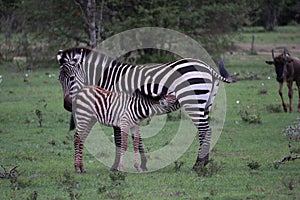 Beautiful picture of a zebra and zebra's cub drinking milk in the Massai Mara safari Africa