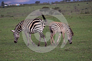 Beautiful picture of zebra and zebra's cub eating grass in the Massai Mara safari Africa