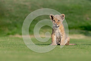 beautiful pictures of lion cub