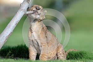 beautiful pictures of lion cub