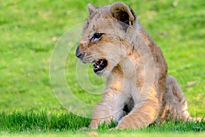 beautiful pictures of lion cub