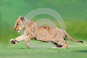 beautiful pictures of lion cub