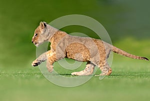 beautiful pictures of lion cub