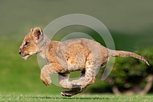 beautiful pictures of lion cub