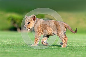 beautiful pictures of lion cub