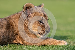 beautiful pictures of lion cub