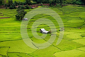 Beautiful and picturesque green rice paddy field with traditional little hut in Asia