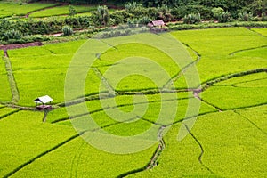 Beautiful and picturesque green rice paddy field with traditional little hut in Asia