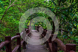 beautiful picturesque trail in the jungle horizontal photograph, park of Thailand