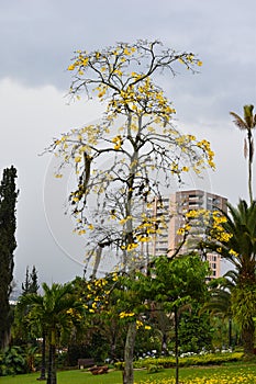 Beautiful picturesque wellgroomed park in the tropics with green trees. walk outdoors photo