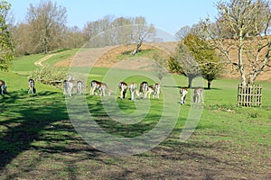 Beautiful picturesque woodland landscape with deer grazing