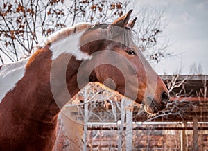 Beautiful piebald horse closeup in the walking open-air cage, nice sunny day.