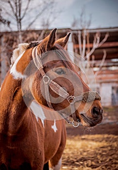 Beautiful piebald horse closeup in the walking open-air cage, nice sunny day.