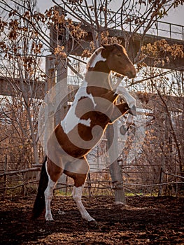 Beautiful piebald horse closeup in the walking open-air cage, nice sunny day. The horse rose on its hind legs.