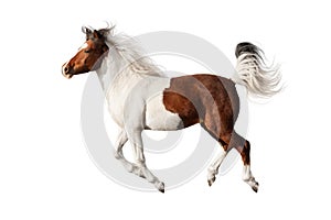 Beautiful piebald horse isolated