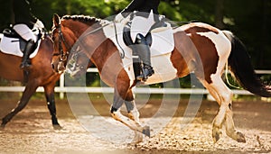 A beautiful piebald horse with a rider in the saddle and with a braided mane quickly gallops through the arena on a sunny summer