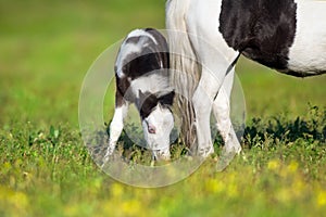 Beautiful piebald pony foal