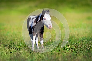 Beautiful piebald pony foal