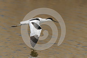 Beautiful Pied avocet Recurvirostra avosetta in flight