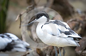 Beautiful pied avocet, Recurvirostra avosetta on the waters of the Bay of Cadiz