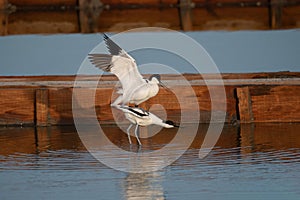 Pied Avocet in water looking for food (Recurvirostra avosetta photo