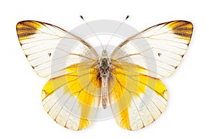 Beautiful Pieridae butterfly isolated on a white background with clipping path photo