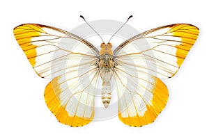 Beautiful Pieridae butterfly isolated on a white background with clipping path photo