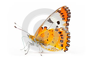 Beautiful Pieridae butterfly isolated on a white background. Side view photo