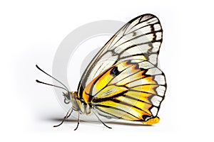 Beautiful Pieridae butterfly isolated on a white background. Side view photo