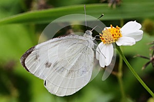 beautiful Pieris rapae resting on rose leaves