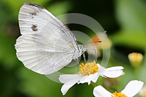 beautiful Pieris rapae resting on rose leaves