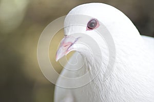 Beautiful pigeon dove face in the nature